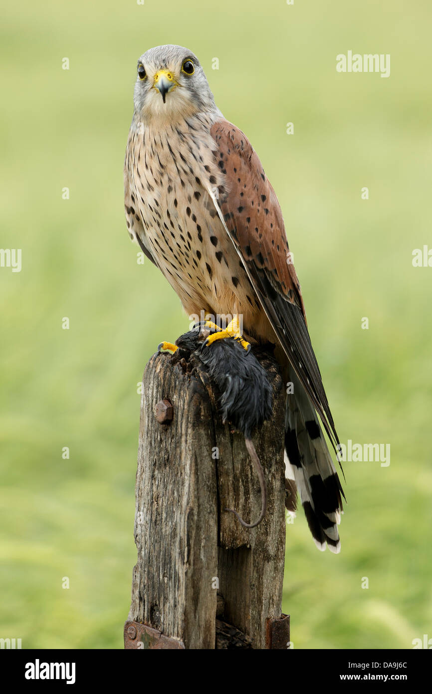 Crécerelle (Falco tinnunculus) sur sol en bois stump holding sa proie Banque D'Images