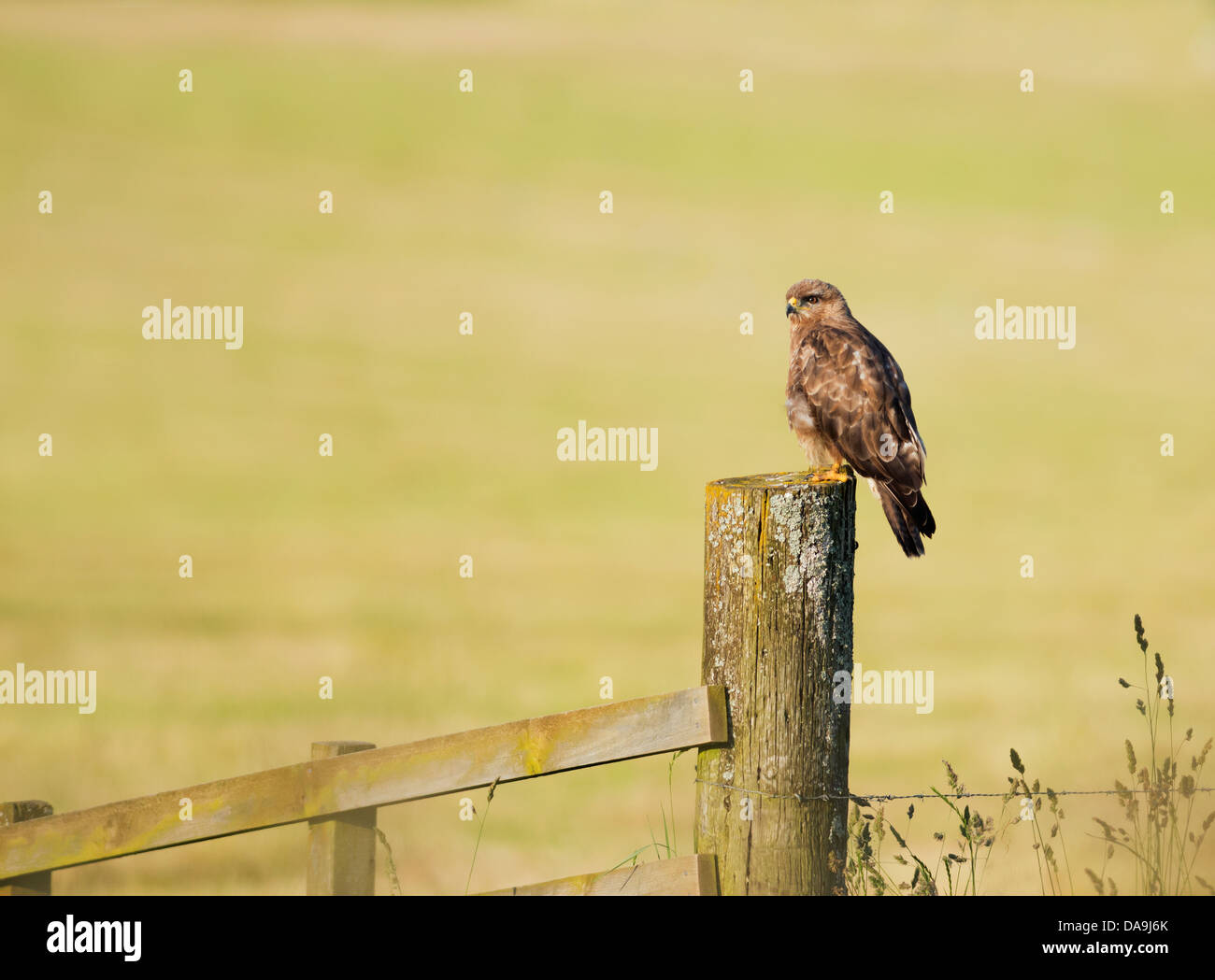 Wild Buse variable, Buteo buteo posés sur des post Banque D'Images