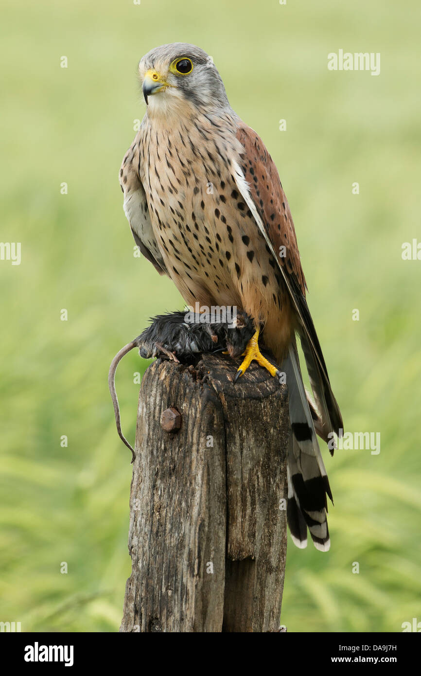 Crécerelle (Falco tinnunculus) sur sol en bois stump holding sa proie Banque D'Images