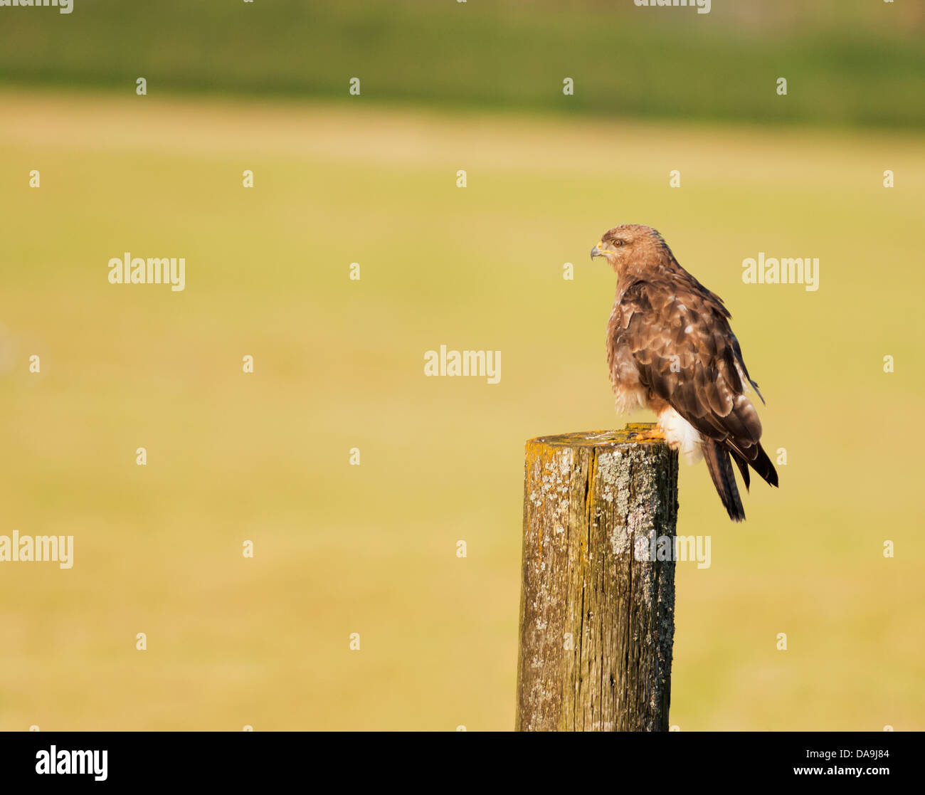 Wild Buse variable, Buteo buteo posés sur des post Banque D'Images