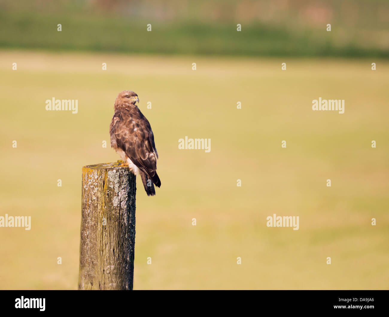 Wild Buse variable, Buteo buteo posés sur des post Banque D'Images