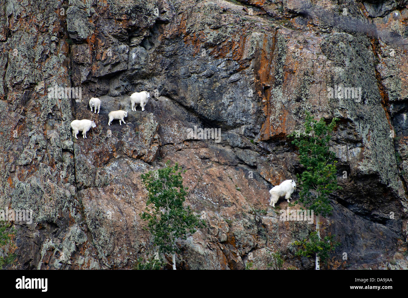 La chèvre de montagne, l'Oreamnos americanus, Yukon, Canada, les chèvres, des animaux Banque D'Images