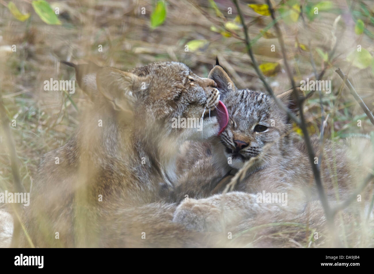 Bébé, lynx du Canada, Lynx canadensis, Yukon, Canada, lynx, chat, animal Banque D'Images