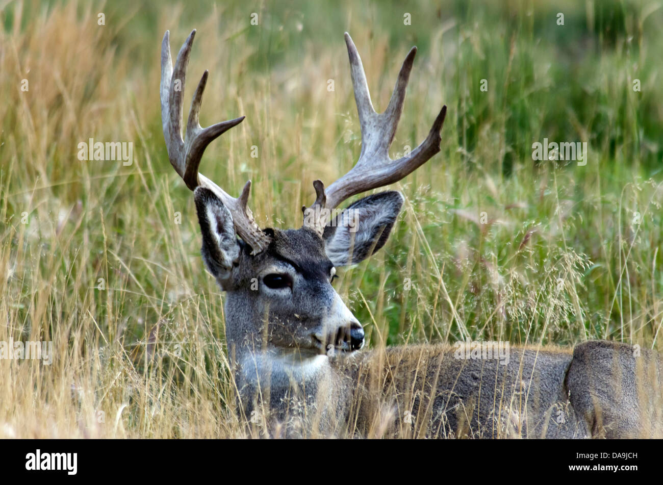 Le cerf mulet, Odocoileus hemionus, du Yukon, de la faune, de préserver, au Canada, le cerf, animal Banque D'Images Le cerf mulet, Odocoileus hemionus, du Yukon, de la faune, de préserver, au Canada, le cerf, animal Banque D'Images