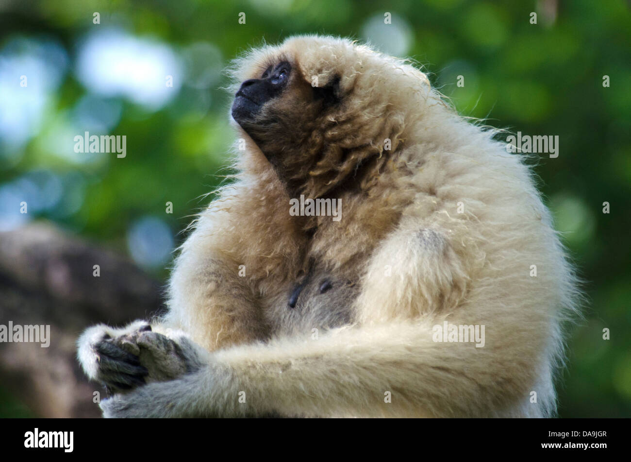 Blanc, remis gibbon, hylobates lar, Gibbon, animal, singe, monkey Banque D'Images