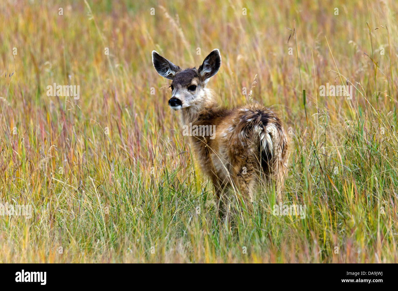 Le cerf mulet, Odocoileus hemionus, du Yukon, de la faune, de préserver, au Canada, le cerf, animal Banque D'Images Le cerf mulet, Odocoileus hemionus, du Yukon, de la faune, de préserver, au Canada, le cerf, animal Banque D'Images