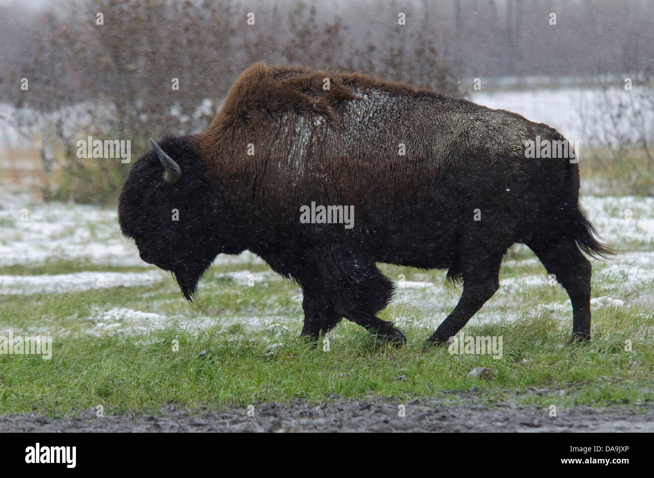 Le bison des bois (Bison bison athabascae, Alaska, la faune, la conservation, le bison, l'animal, neige, USA Banque D'Images Le bison des bois (Bison bison athabascae, Alaska, la faune, la conservation, le bison, l'animal, neige, USA Banque D'Images