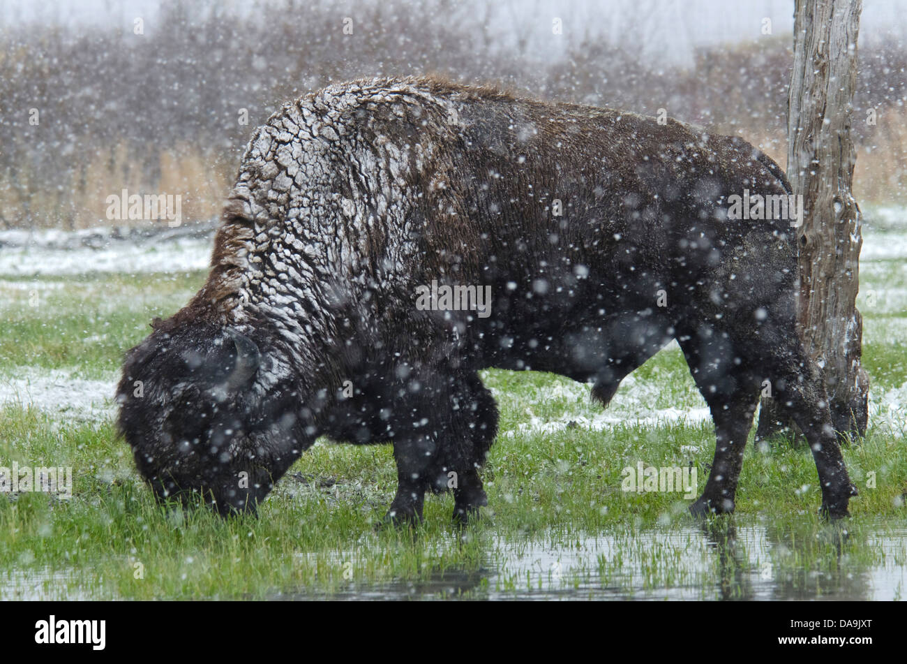 Le bison des bois (Bison bison athabascae, Alaska, la faune, la conservation, le bison, l'animal, neige, USA Banque D'Images Le bison des bois (Bison bison athabascae, Alaska, la faune, la conservation, le bison, l'animal, neige, USA Banque D'Images