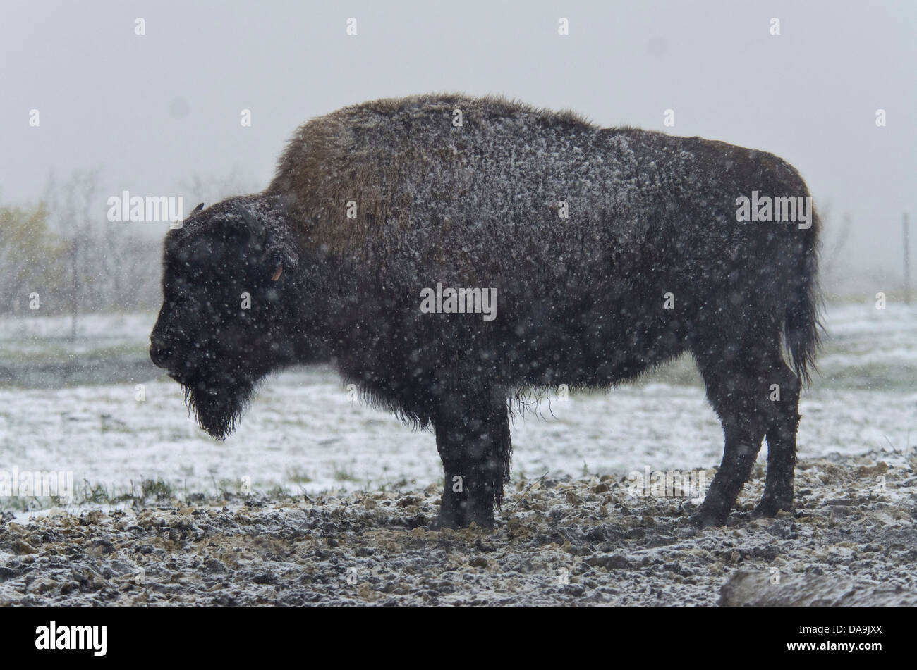 Le bison des bois (Bison bison athabascae, Alaska, la faune, la conservation, le bison, l'animal, neige, USA Banque D'Images Le bison des bois (Bison bison athabascae, Alaska, la faune, la conservation, le bison, l'animal, neige, USA Banque D'Images