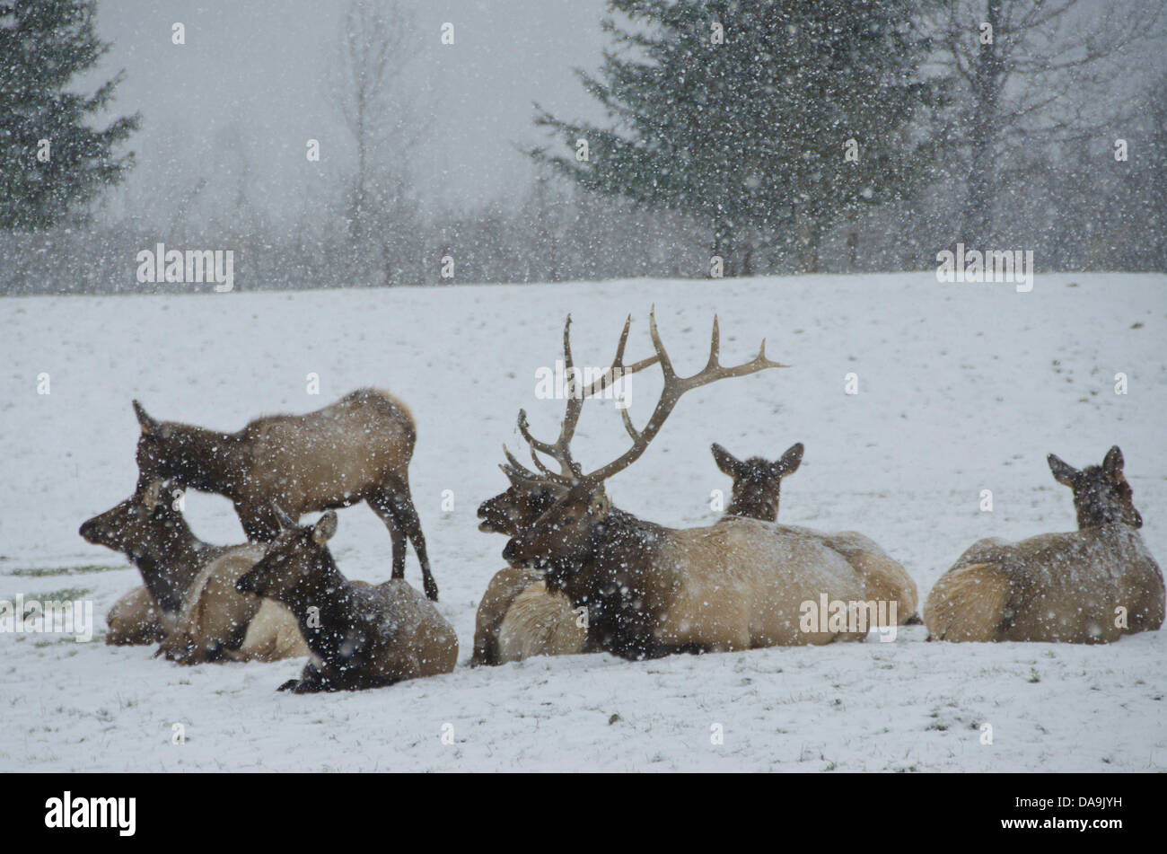 Le wapiti, Cervus elaphus, animale, de l'Alaska, de la faune, Centre de conservation, USA, Banque D'Images Le wapiti, Cervus elaphus, animale, de l'Alaska, de la faune, Centre de conservation, USA, Banque D'Images
