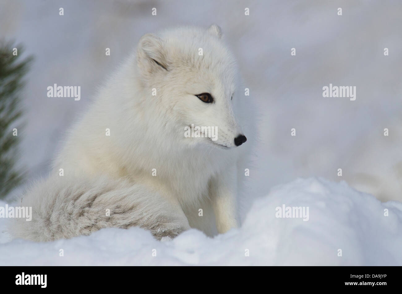 Le renard arctique (Alopex lagopus, blanc, hiver, Yukon, Canada, Fox, des animaux, de l'hiver Banque D'Images