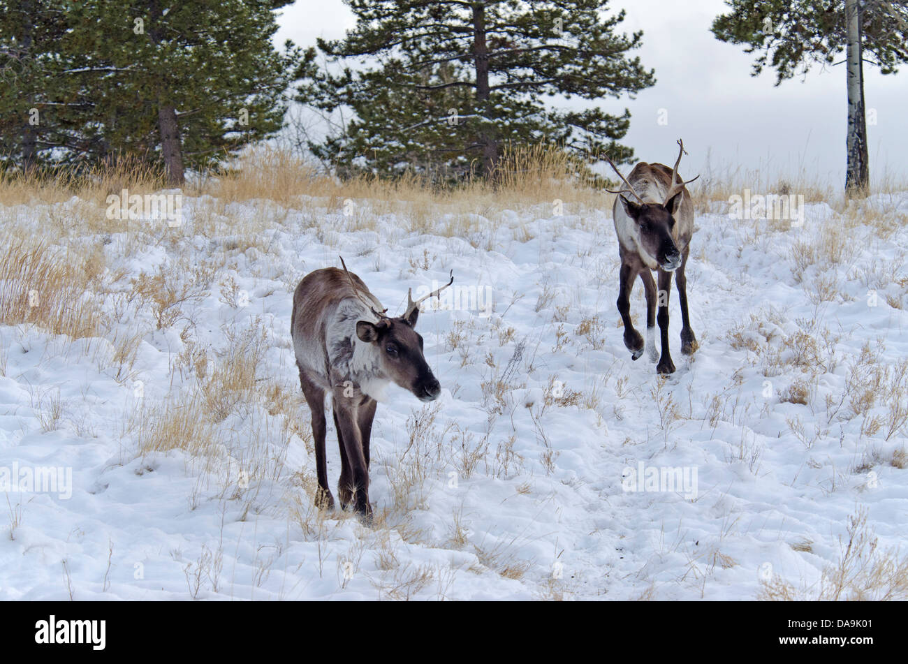 Le caribou des bois, Rangifer tarandus caribou, du Yukon, de la faune, de préserver, au Canada, l'hiver Banque D'Images Le caribou des bois, Rangifer tarandus caribou, du Yukon, de la faune, de préserver, au Canada, l'hiver Banque D'Images