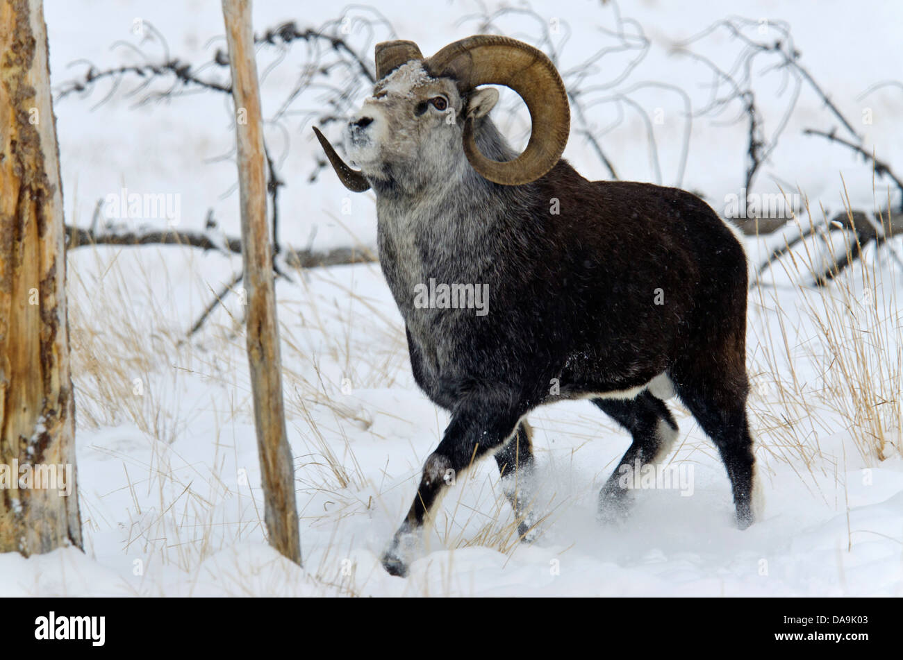 Stone de Dall, Ovis dalli stonei, du Yukon, de la faune, de préserver, au Canada, des moutons, des animaux, du Canada, de l'hiver Banque D'Images Stone de Dall, Ovis dalli stonei, du Yukon, de la faune, de préserver, au Canada, des moutons, des animaux, du Canada, de l'hiver Banque D'Images