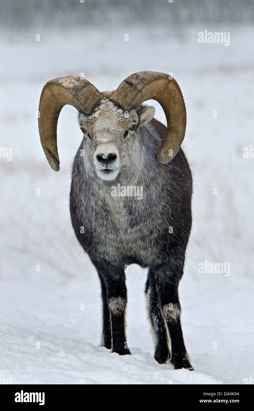 Stone de Dall, Ovis dalli stonei, du Yukon, de la faune, de préserver, au Canada, des moutons, des animaux, du Canada, de l'hiver Banque D'Images Stone de Dall, Ovis dalli stonei, du Yukon, de la faune, de préserver, au Canada, des moutons, des animaux, du Canada, de l'hiver Banque D'Images