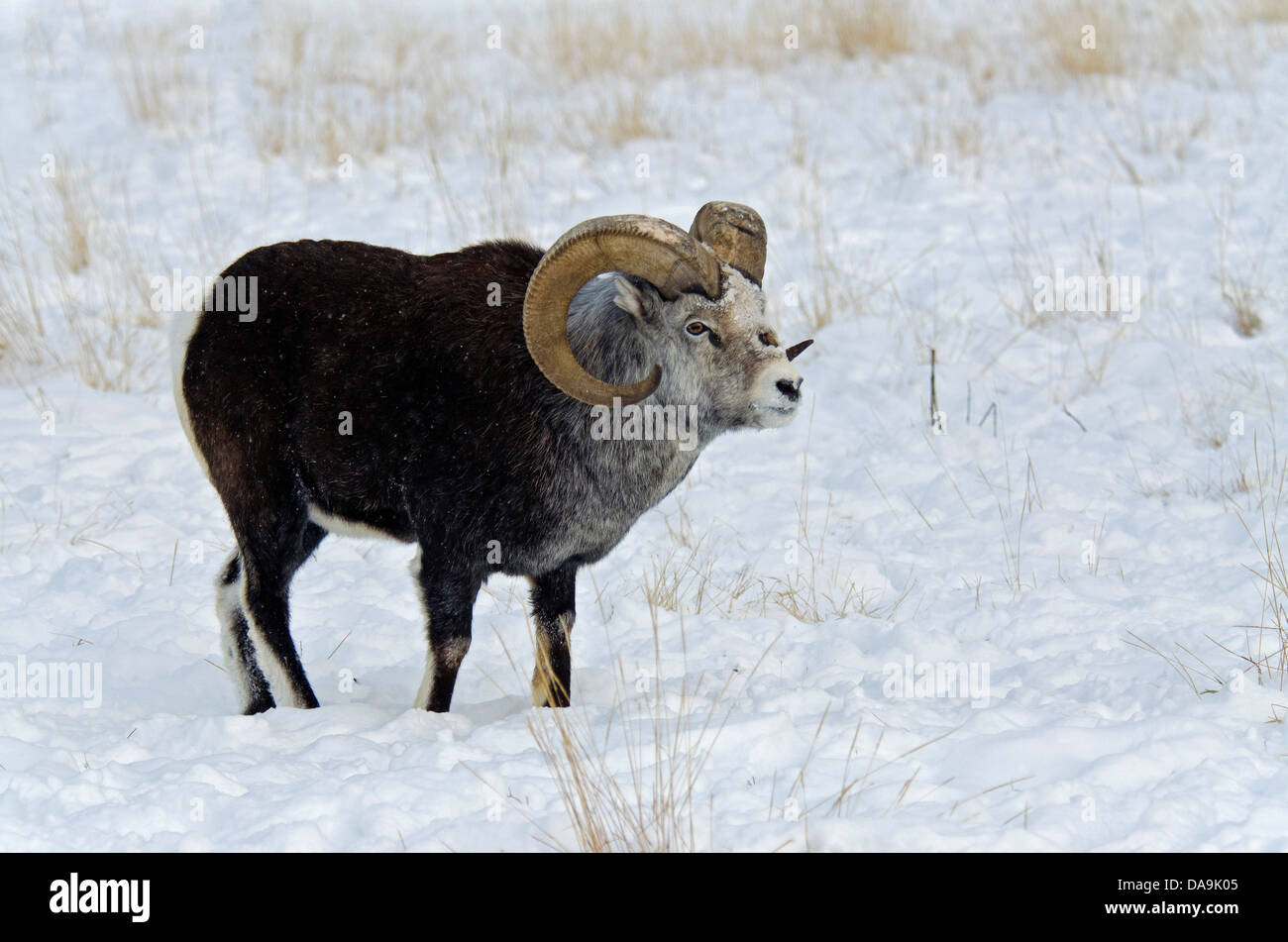 Stone de Dall, Ovis dalli stonei, du Yukon, de la faune, de préserver, au Canada, des moutons, des animaux, du Canada, de l'hiver Banque D'Images Stone de Dall, Ovis dalli stonei, du Yukon, de la faune, de préserver, au Canada, des moutons, des animaux, du Canada, de l'hiver Banque D'Images