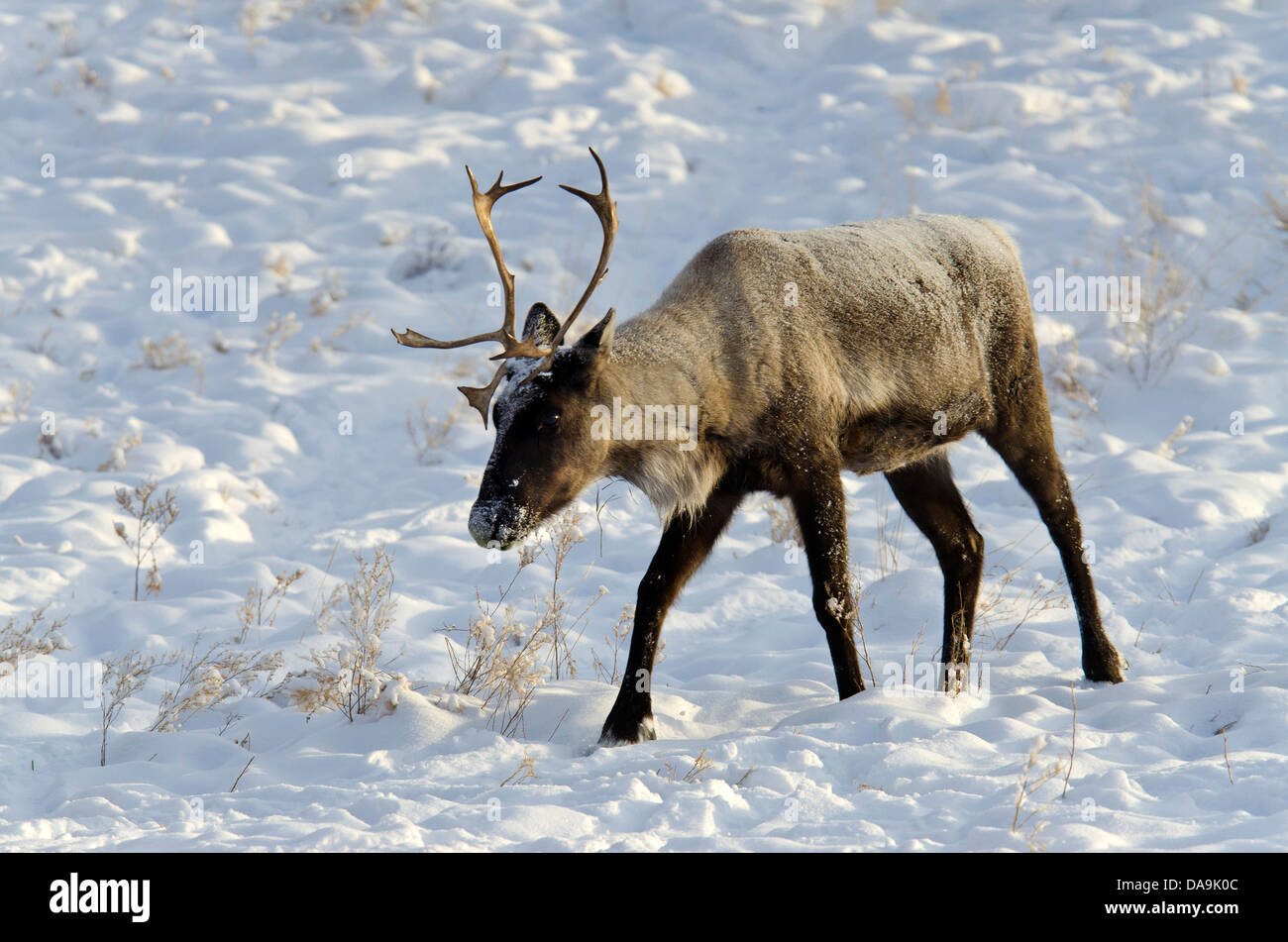 Le caribou des bois, Rangifer tarandus caribou, du Yukon, de la faune, de préserver, au Canada, l'hiver Banque D'Images Le caribou des bois, Rangifer tarandus caribou, du Yukon, de la faune, de préserver, au Canada, l'hiver Banque D'Images