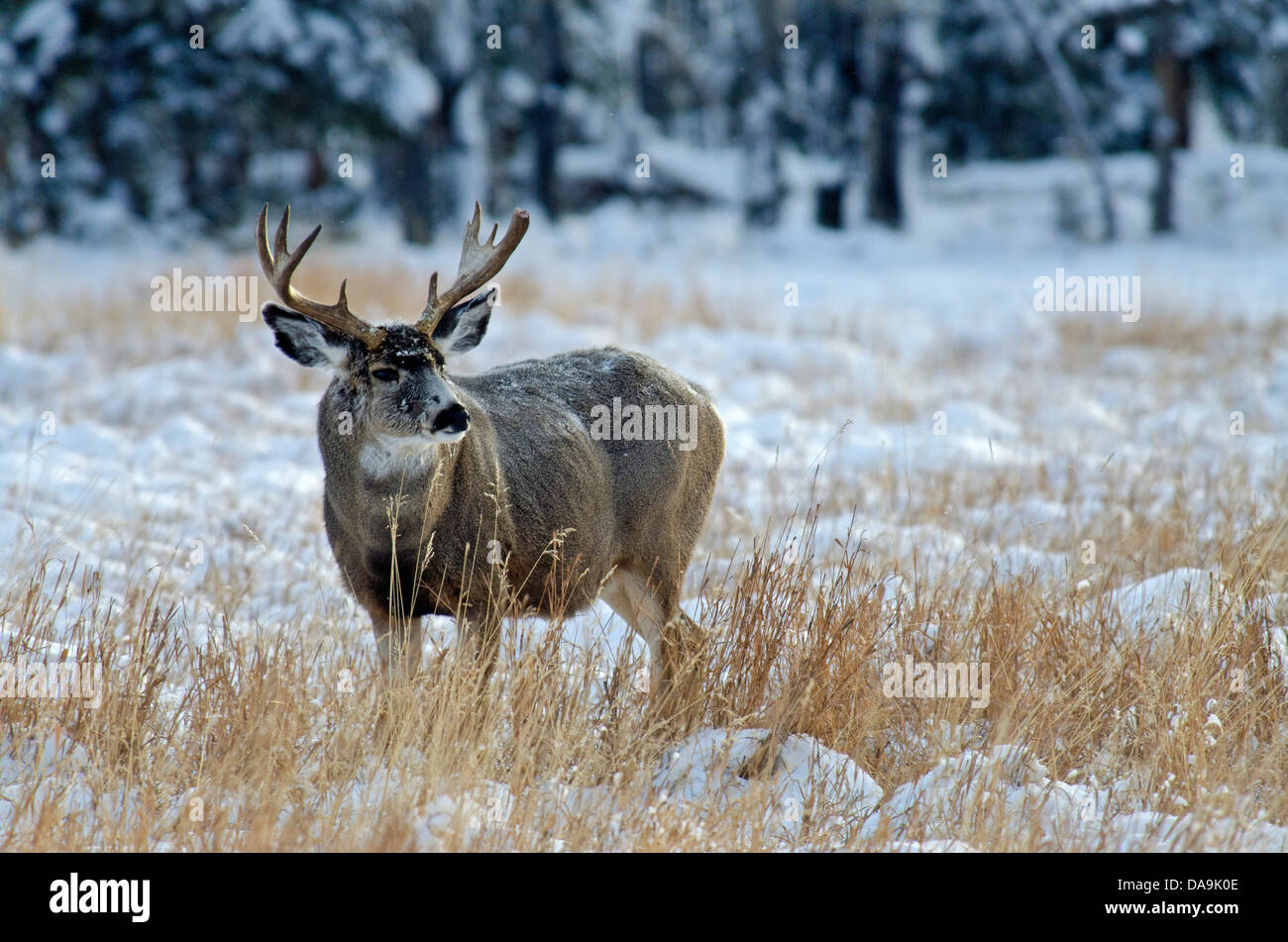 Le cerf mulet, Odocoileus hemionus, du Yukon, de la faune, de préserver, au Canada, l'hiver Banque D'Images Le cerf mulet, Odocoileus hemionus, du Yukon, de la faune, de préserver, au Canada, l'hiver Banque D'Images