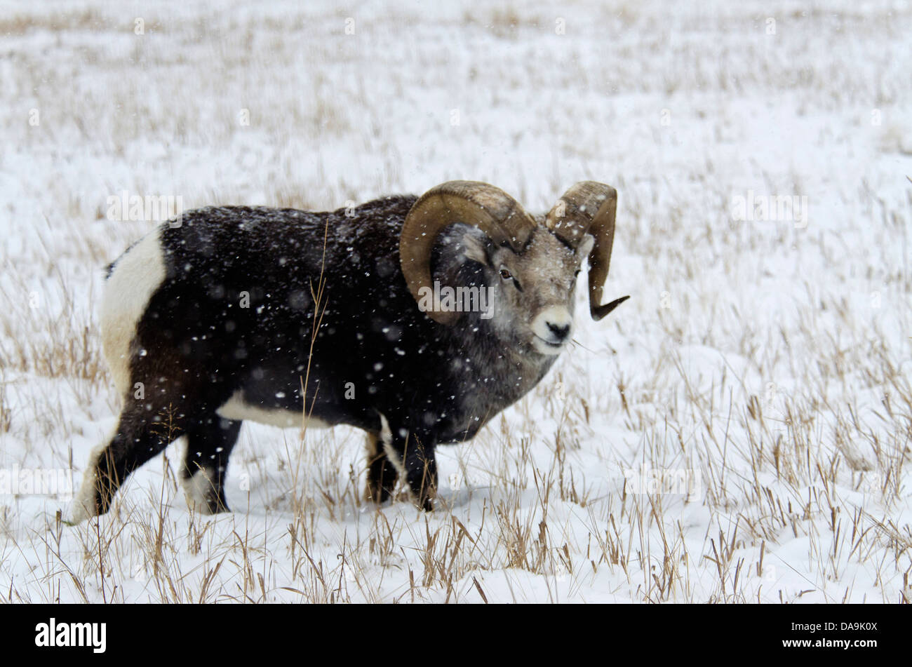 Stone de Dall, Ovis dalli stonei, du Yukon, de la faune, de préserver, de moutons, d'un animal, le Canada, l'hiver Banque D'Images Stone de Dall, Ovis dalli stonei, du Yukon, de la faune, de préserver, de moutons, d'un animal, le Canada, l'hiver Banque D'Images