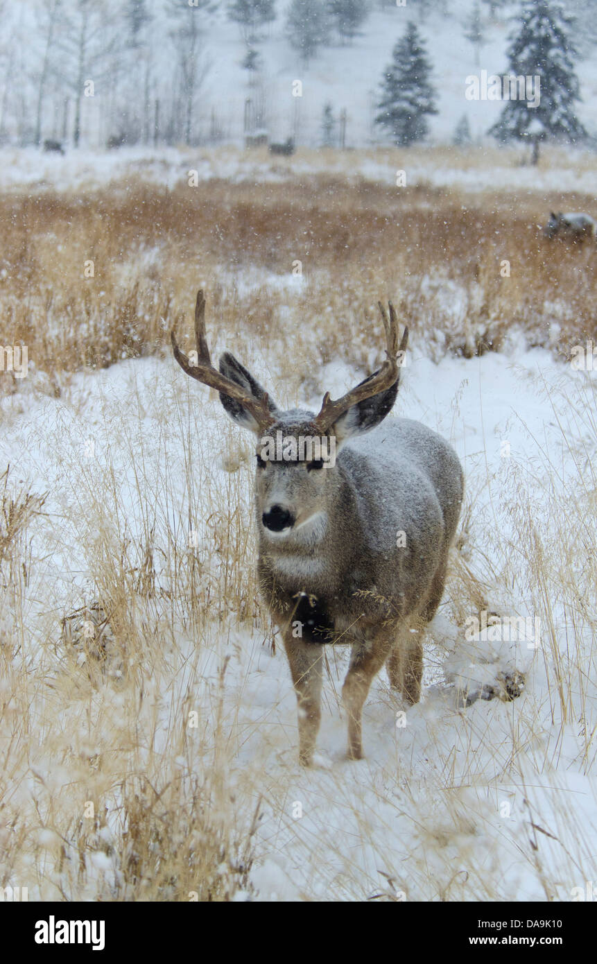 Le cerf mulet, Odocoileus hemionus, du Yukon, de la faune, de préserver, au Canada, en hiver, les cerfs, les animaux Banque D'Images Le cerf mulet, Odocoileus hemionus, du Yukon, de la faune, de préserver, au Canada, en hiver, les cerfs, les animaux Banque D'Images