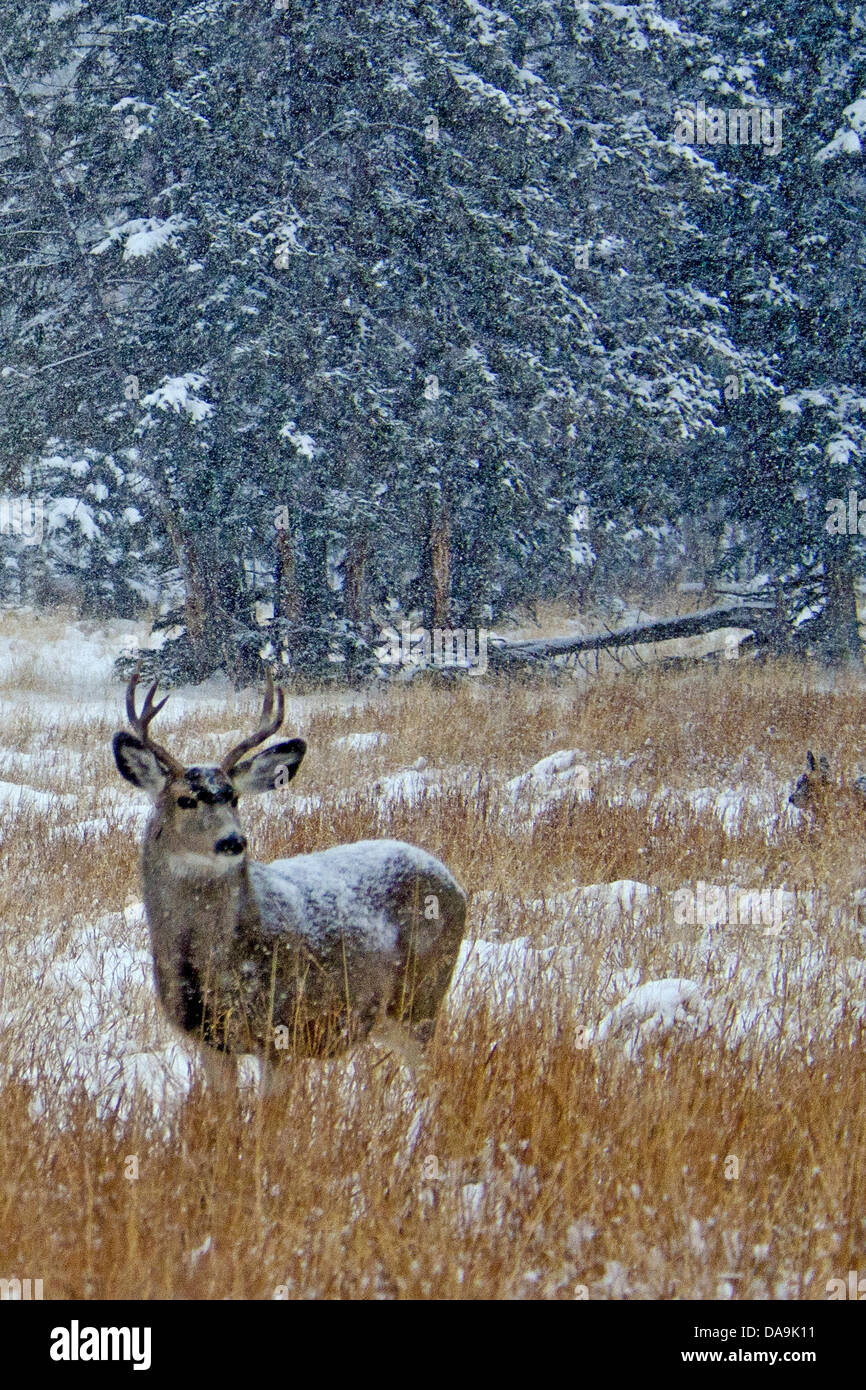 Le cerf mulet, Odocoileus hemionus, du Yukon, de la faune, de préserver, au Canada, en hiver, les cerfs, les animaux Banque D'Images Le cerf mulet, Odocoileus hemionus, du Yukon, de la faune, de préserver, au Canada, en hiver, les cerfs, les animaux Banque D'Images