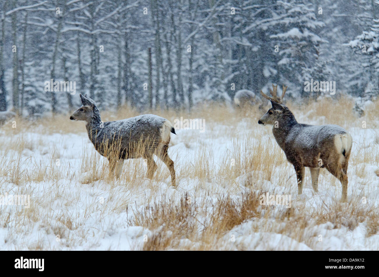 Le cerf mulet, Odocoileus hemionus, du Yukon, de la faune, de préserver, au Canada, en hiver, les cerfs, les animaux Banque D'Images Le cerf mulet, Odocoileus hemionus, du Yukon, de la faune, de préserver, au Canada, en hiver, les cerfs, les animaux Banque D'Images