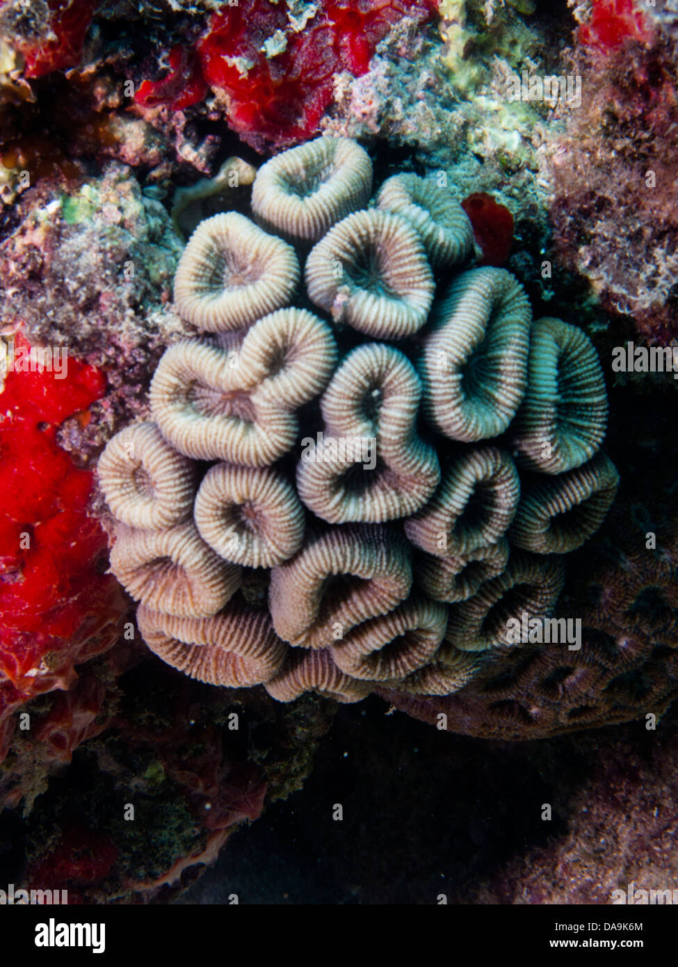 Coral reef Mussismilia endémique du Brésil harttii Abrolhos sous-marine National Marine Park, Bahia, Brésil Banque D'Images