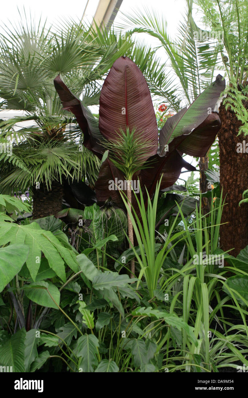 Londres, Royaume-Uni. 8 juillet, 2013. RHS Hampton Court Palace Flower Show. Credit : martyn wheatley/Alamy Live News Banque D'Images