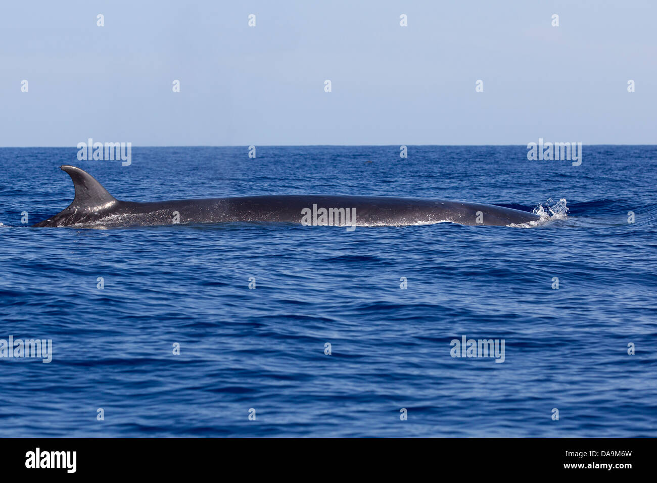 Rorqual boréal Balaenoptera borealis, Seiwal, dos avec nageoire dorsale ...