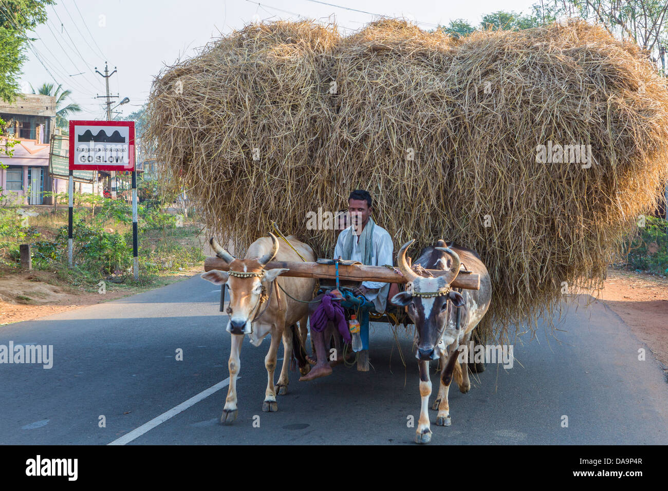 L'Inde, l'Inde, Asie, Tamil Nadu, Thanjavur, Tanjor, transport local, chariot, vaches, locale, lent, paille, traditionnelle, transp Banque D'Images