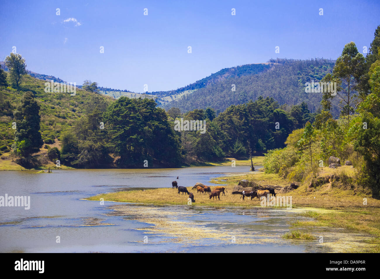 L'Inde, l'Inde, Asie, Tamil Nadu, près de Ooty, Udhagamandalam, paysage, montagne, Nilgiri, les montagnes de Nilgiri, Ooty, vaches, l Banque D'Images