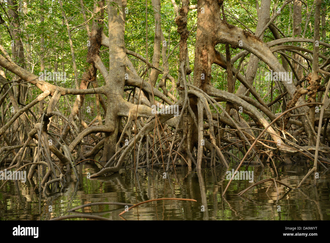 L'Amérique centrale, le Costa Rica, péninsule d'Osa, Corcovado, Parc National, forêt littorale, forêt, mangrove, forêt, Puntarenas, Banque D'Images