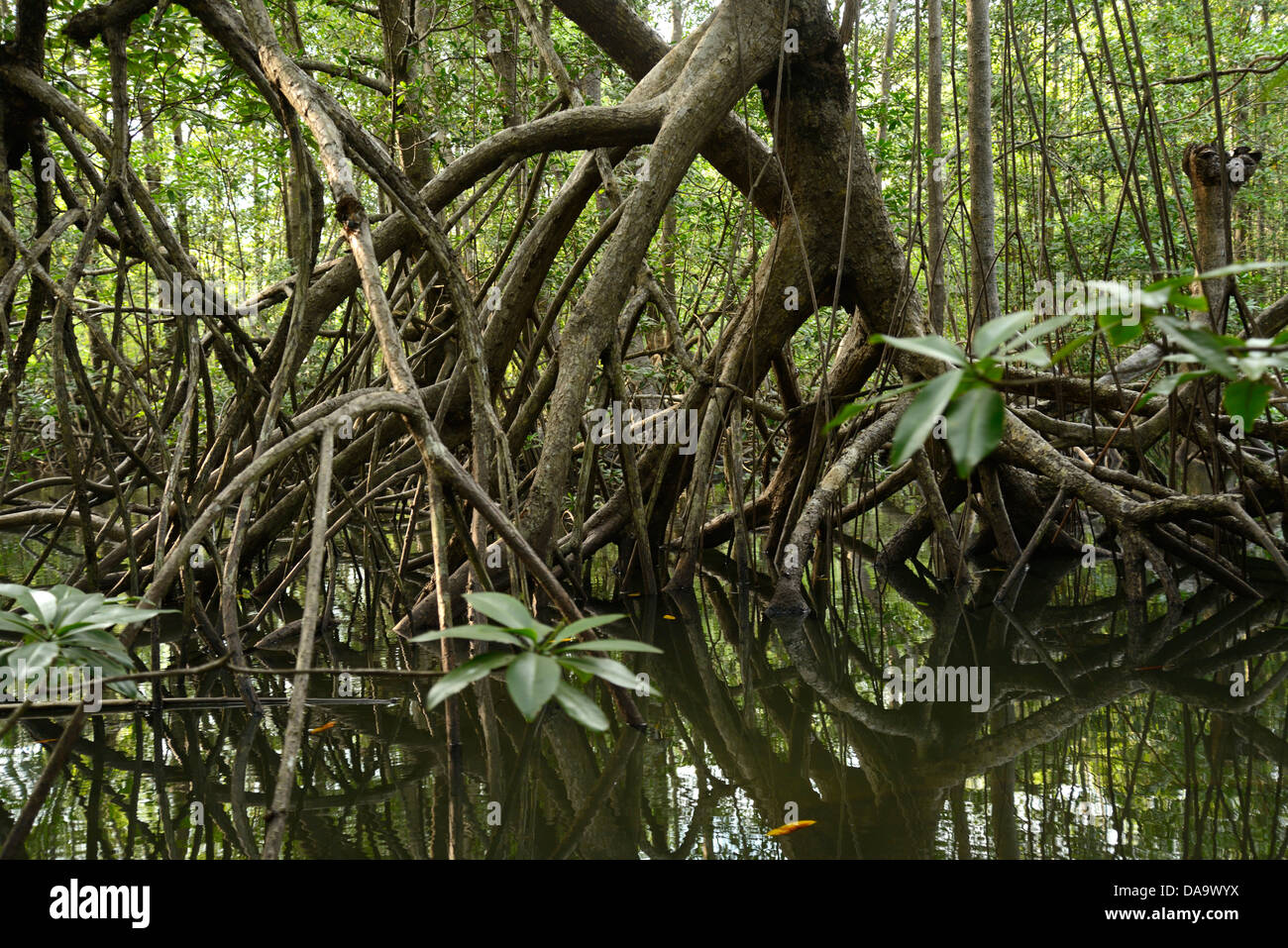 Pacific, mangrove, forêt, parc national de Corcovado,, péninsule d'Osa, au Costa Rica, Amérique Centrale, Puntarenas, Banque D'Images