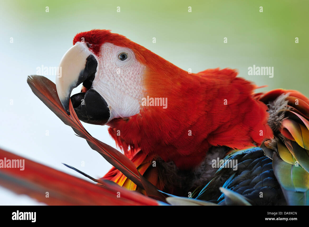 Pérou, Amazon, Macaw, perroquet, oiseau, de couleur, de jungle, de la faune, Banque D'Images Pérou, Amazon, Macaw, perroquet, oiseau, de couleur, de jungle, de la faune, Banque D'Images