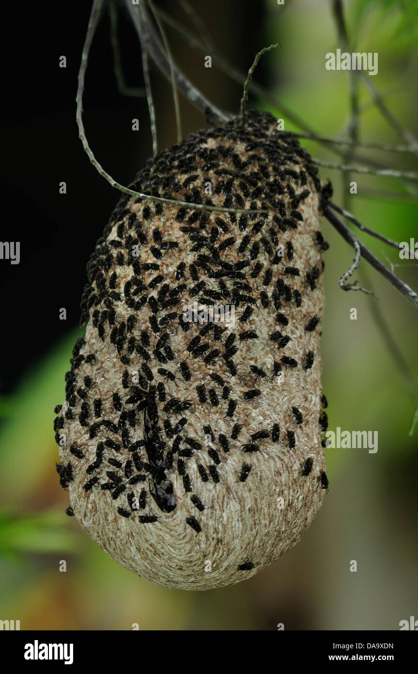 L'Amérique du Sud, Pérou, Amazon, rivière, nid d'abeilles, Banque D'Images