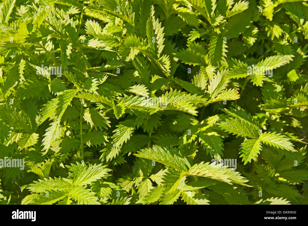, Agrimonia Eupatoria, petites, peu, Odermennig, vert, feuilles, feuilles, Banque D'Images