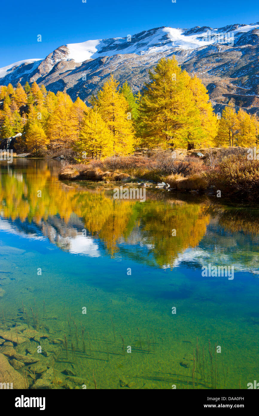 Grindji, lac, Suisse, Europe, canton, le Valais, Mattertal, lac de montagne, l'automne, de mélèzes, d'arbres, de réflexion, de la lumière du matin Banque D'Images