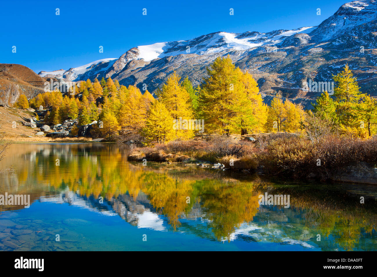 Grindji, lac, Suisse, Europe, canton, le Valais, Mattertal, lac de montagne, l'automne, de mélèzes, d'arbres, de réflexion, de la lumière du matin Banque D'Images