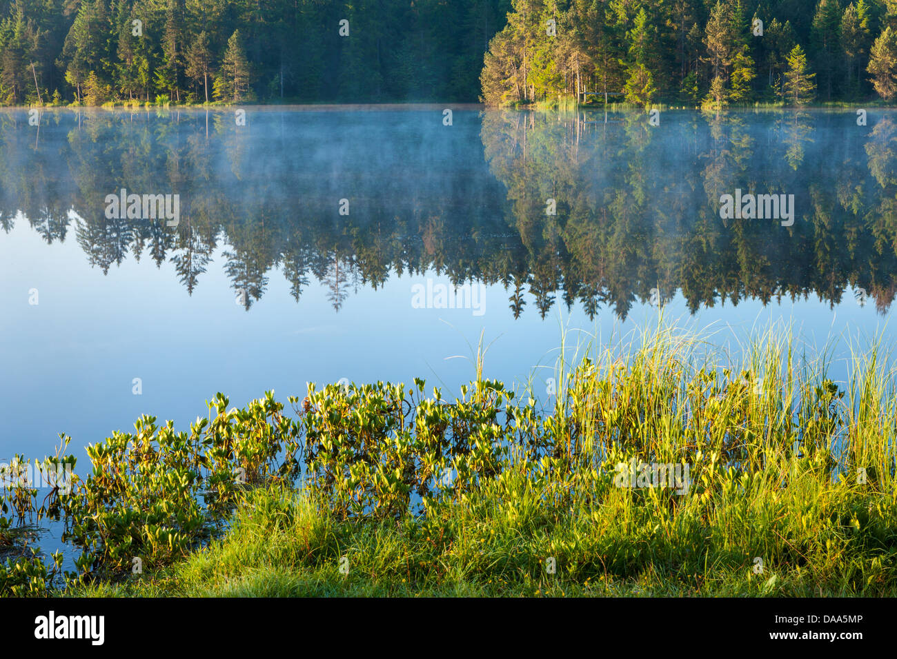 Etang de la Gruère, Suisse, Europe, canton, Jura, nature, nature, le Doubs, réserve naturelle, le lac, la tourbe, le lac shor Banque D'Images