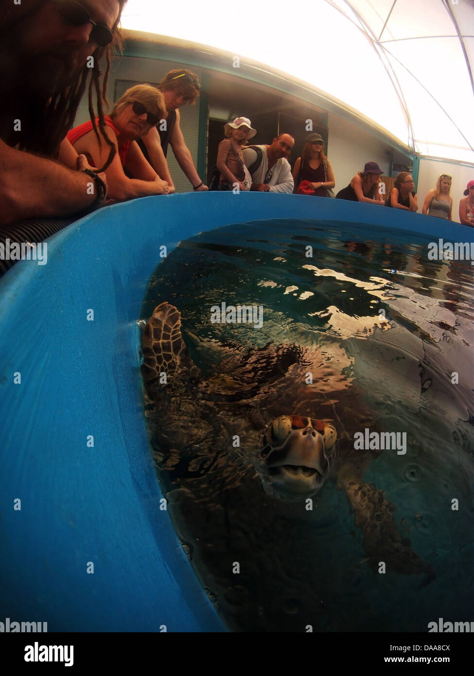 Les touristes visitant le centre de réadaptation de la tortue sur l'île de Fitzroy, au large de Cairns, Queensland, Australie. Pas de monsieur ou PR Banque D'Images
