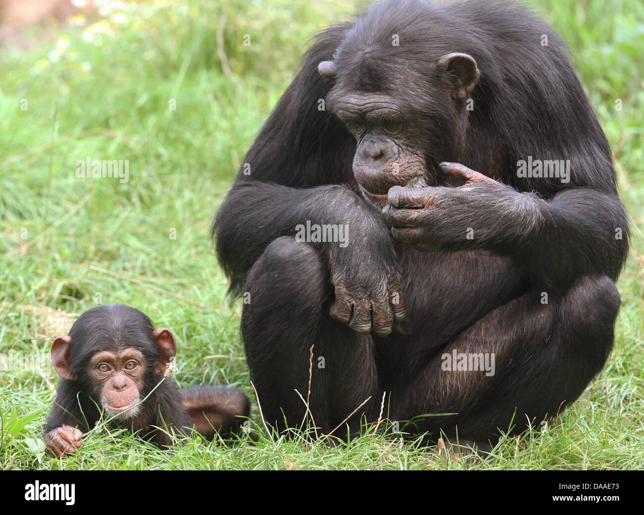 Afp Un Fichier Photo Datee Du 07 Aout 08 De Bebe Chimpanze Amelie Et Sa Mere Pia A Hodenhagen Allemagne Des Scientifiques Britanniques Ont Declare En 10 Que Les Chimpanzes Ne Prendre
