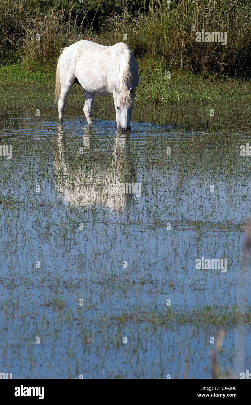 L'Europe, Camargue, cheval, chevaux sauvages, des animaux, de l'étang, France, Equus caballus, White Horse Banque D'Images