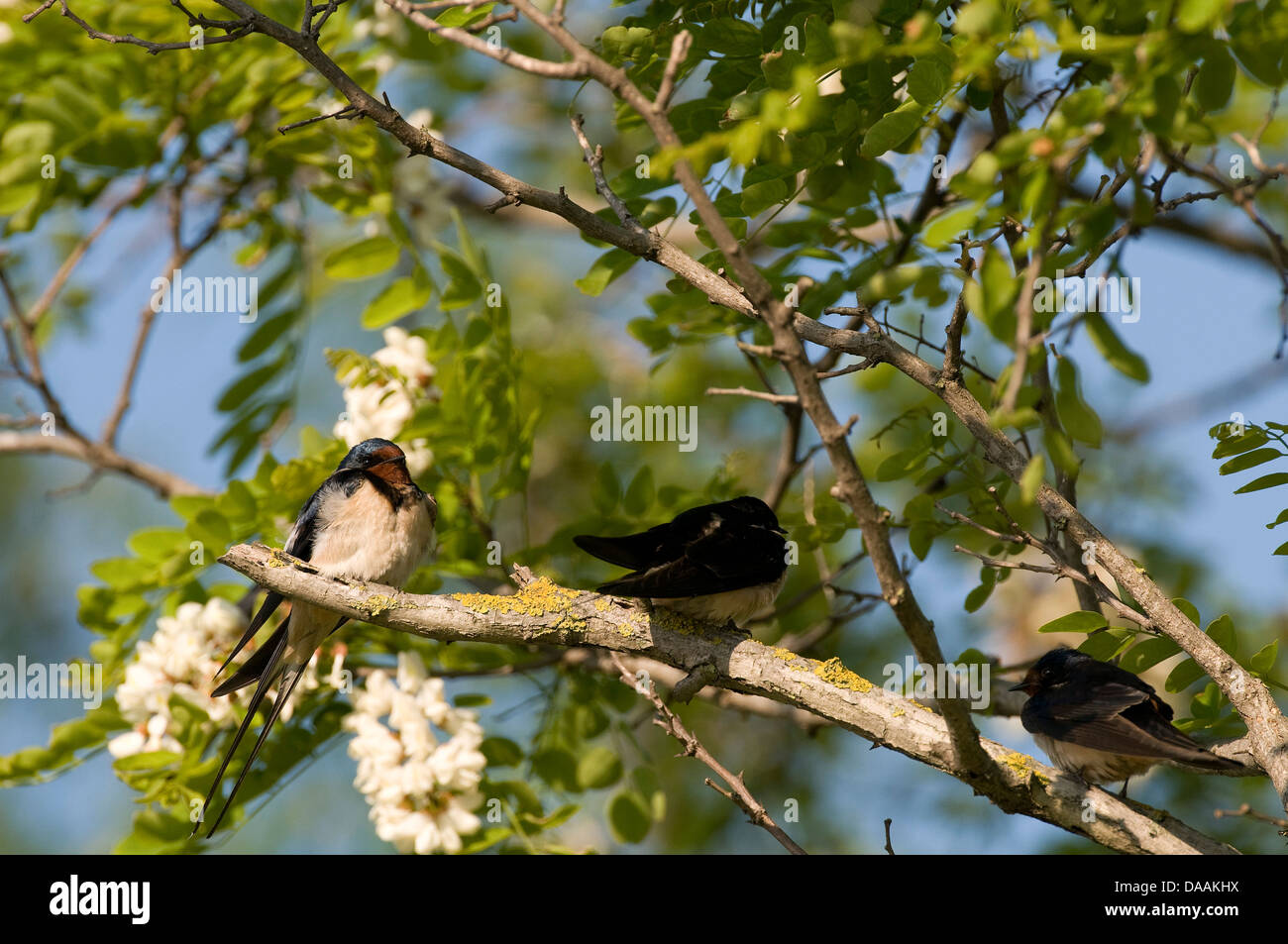 L'Europe, d'oiseau, de la direction générale, d'avaler, Hirundo rustica, arbre Banque D'Images