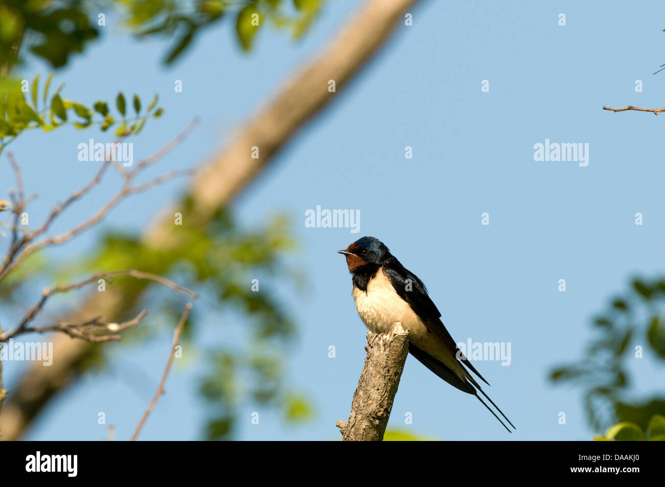 L'Europe, d'oiseau, de la direction générale, d'avaler, Hirundo rustica Banque D'Images