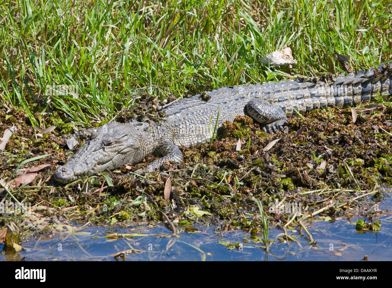 Au Crocodile River rivière jaune billabong, territoire du nord Banque D'Images