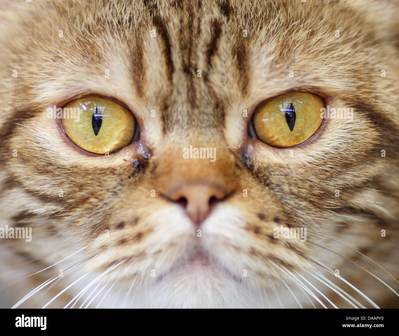Dossier Une Archive Photo Datee Du 24 Juillet 08 Montre Le Visage D Un Chat Dans Un Refuge Pour Animaux A Francfort Sur Main Allemagne En Raison De La Situation Dramatique Dans Les Refuges Pour