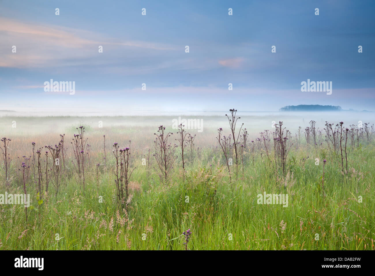 Misty meadow de fleurs sauvages d'été au lever du soleil Banque D'Images