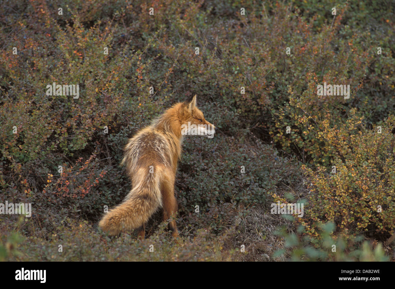 Le renard roux, Vulpes vulpes, Amérique du Nord, le chien, le loup, l'automne, l'automne, hunter, coloré, orange, animal Banque D'Images
