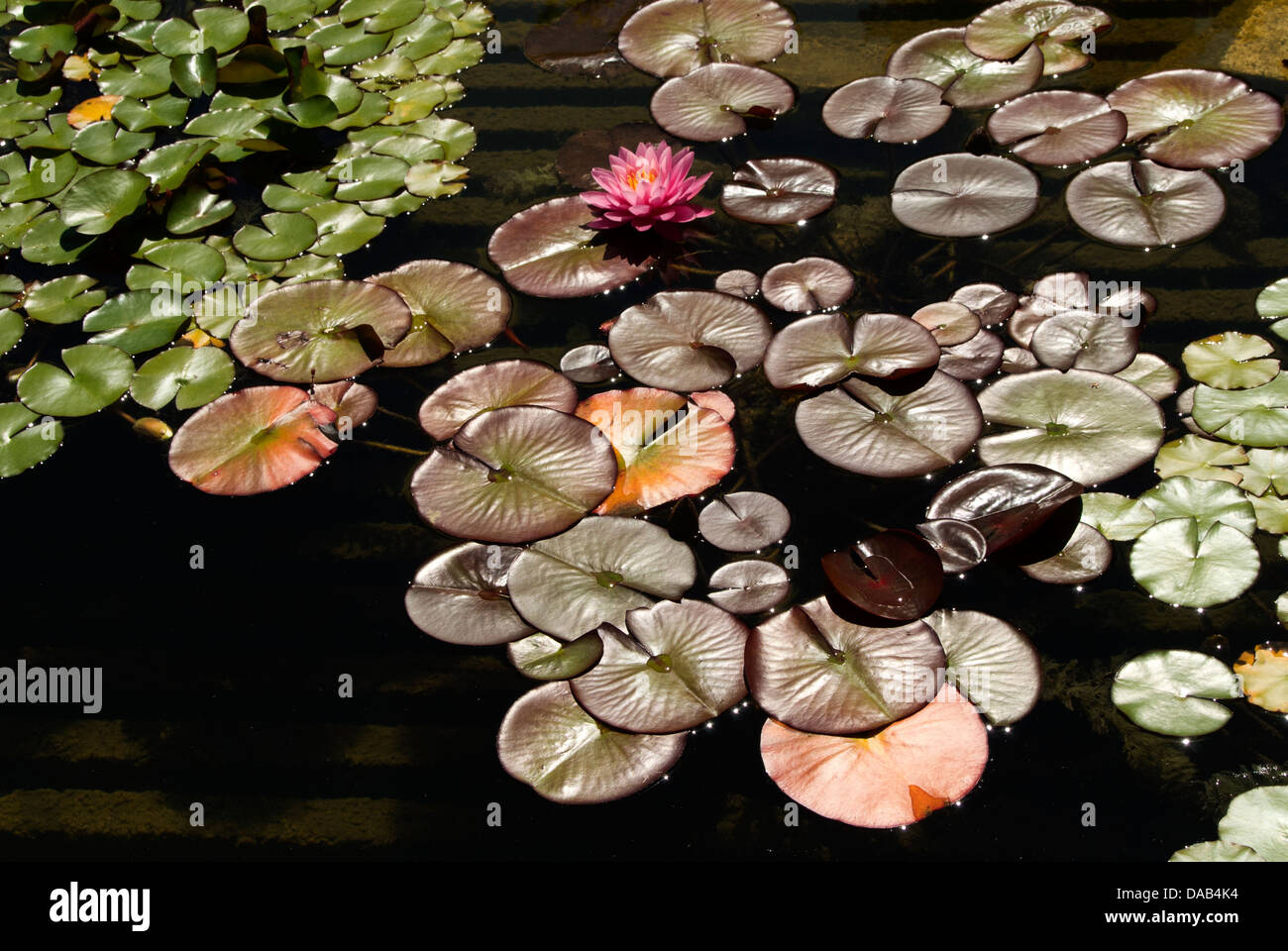 Nénuphar rose. Banque D'Images