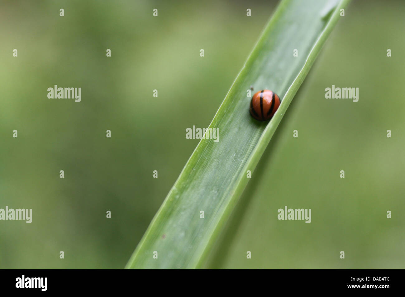Rayé rouge et noir coccinelle sur tige d'herbe Banque D'Images