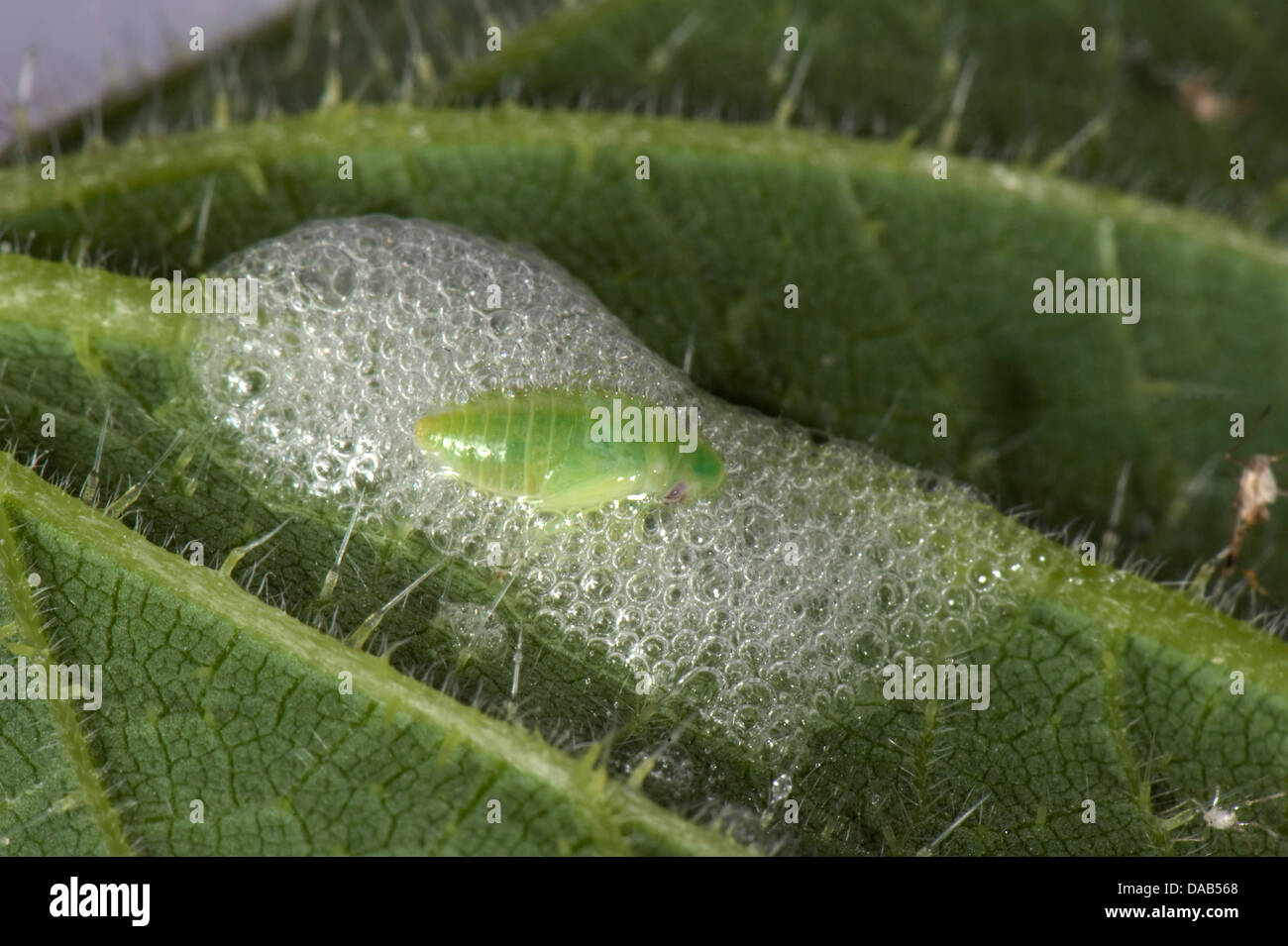 Cuckoo crachent sur une ortie feuille avec un froghopper vert nymphe, Philaenus spumarius Banque D'Images